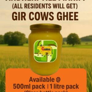 gir cows a2 bilona ghee GAURAAJ ORGANIC PRODUCTS