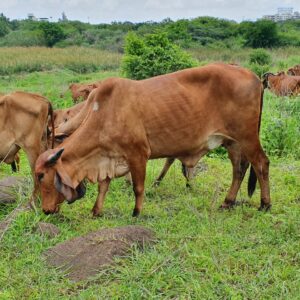 gir cows raw a2 milk