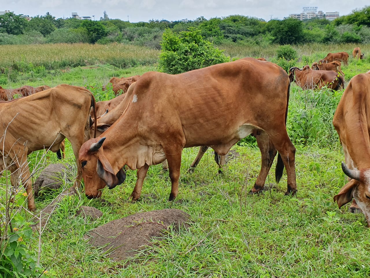 gir cows raw a2 milk gir cows raw a2 milk